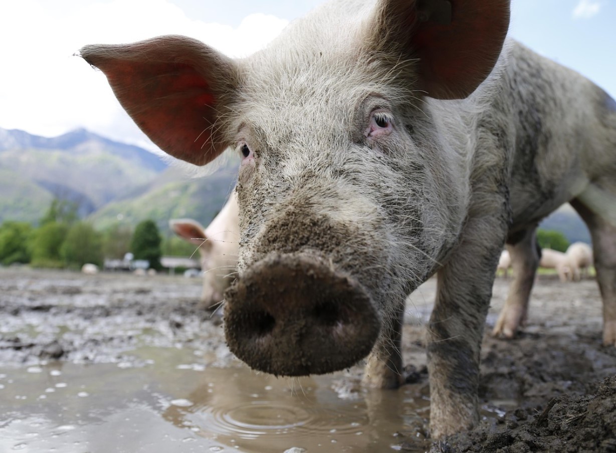 Vene sead, nüüd ametlikult: ideaalne doonorsiga ilmub peagi Venemaale