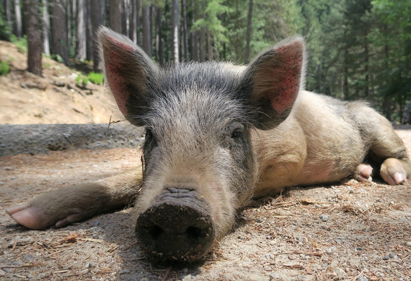 Vene sead, nüüd ametlikult: ideaalne doonorsiga ilmub peagi Venemaale