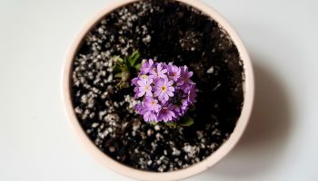 7 toataime, mis päriselt parandavad õhukvaliteeti – üks neist võiks olla iga Eesti kodu aknalaual!