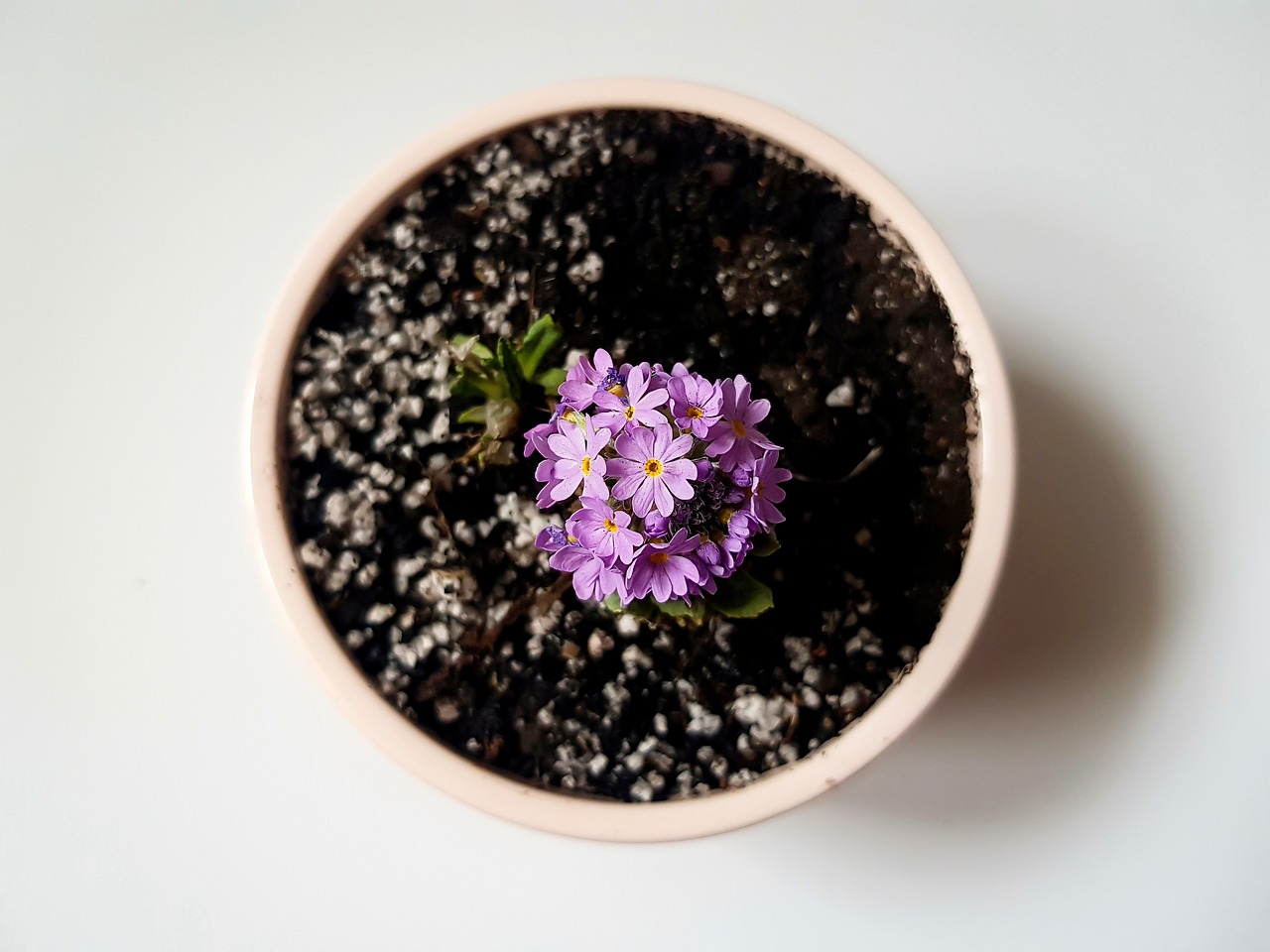 7 toataime, mis päriselt parandavad õhukvaliteeti – üks neist võiks olla iga Eesti kodu aknalaual!