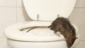 „Rottia peaks pomppima wc‑pottidest“: tõsine hoiatus Vaasast, mis paneb igat majaomanikku muretsema