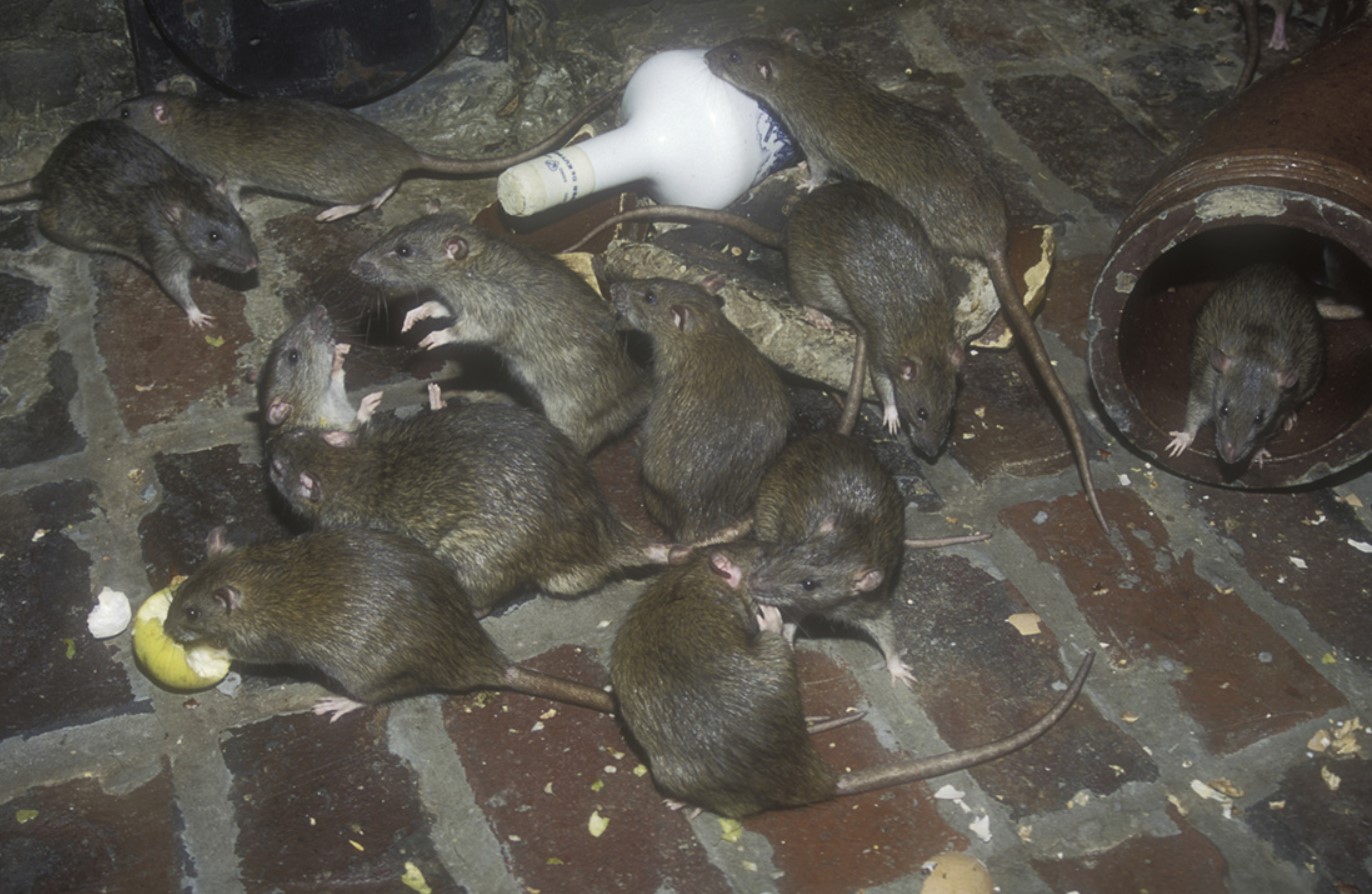 „Rottia peaks pomppima wc‑pottidest“: tõsine hoiatus Vaasast, mis paneb igat majaomanikku muretsema