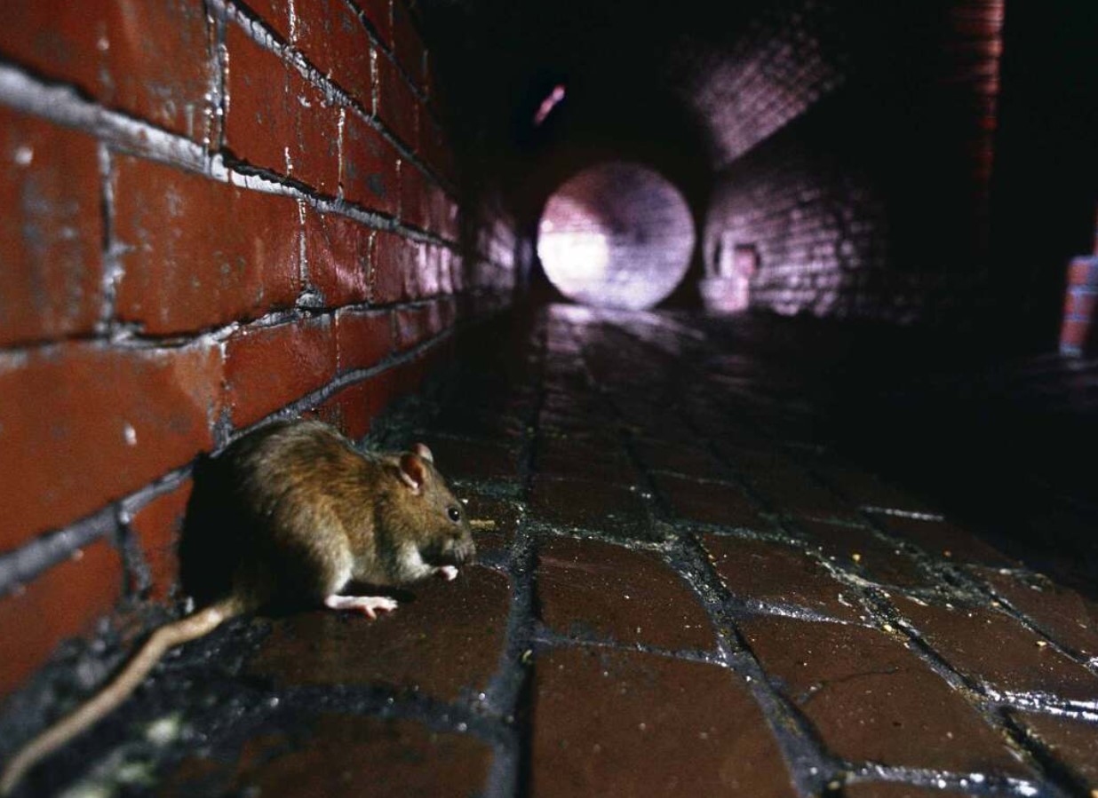 „Rottia peaks pomppima wc‑pottidest“: tõsine hoiatus Vaasast, mis paneb igat majaomanikku muretsema