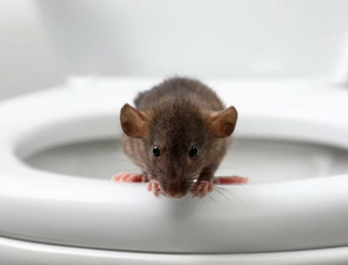 „Rottia peaks pomppima wc‑pottidest“: tõsine hoiatus Vaasast, mis paneb igat majaomanikku muretsema