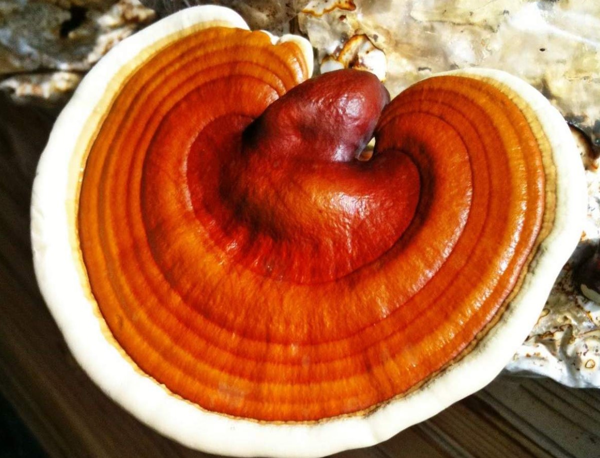 See jook võib asendada kohvi ja matcha. Annab energiat, tugevdab immuunsust ja rahustab