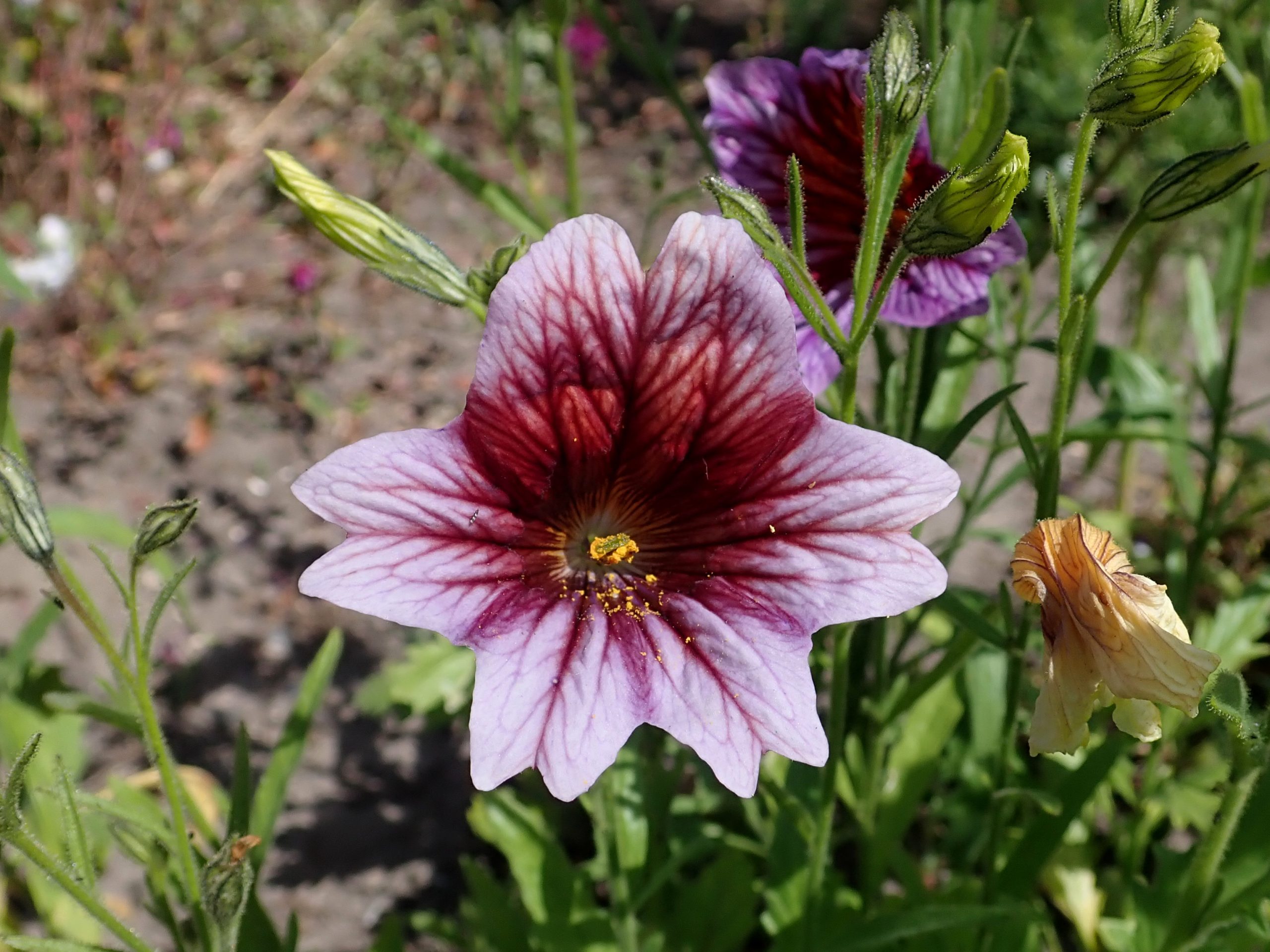 See lill näeb välja nii võlts, et sa hakkad kahtlema, kas see üldse kasvab sinu aias: aga salpiglossis on aiamaailma tõeline salatasku.