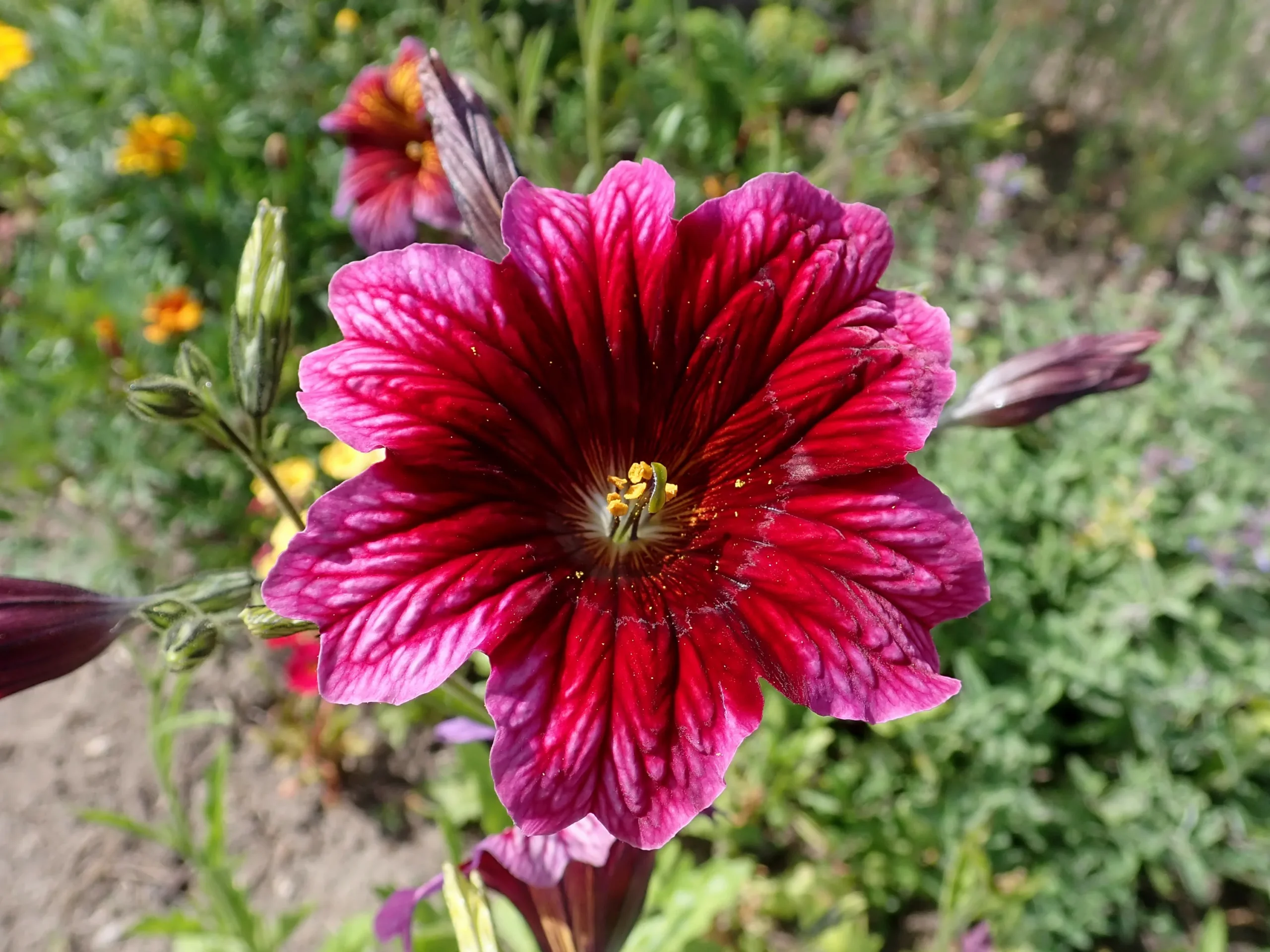 See lill näeb välja nii võlts, et sa hakkad kahtlema, kas see üldse kasvab sinu aias: aga salpiglossis on aiamaailma tõeline salatasku.