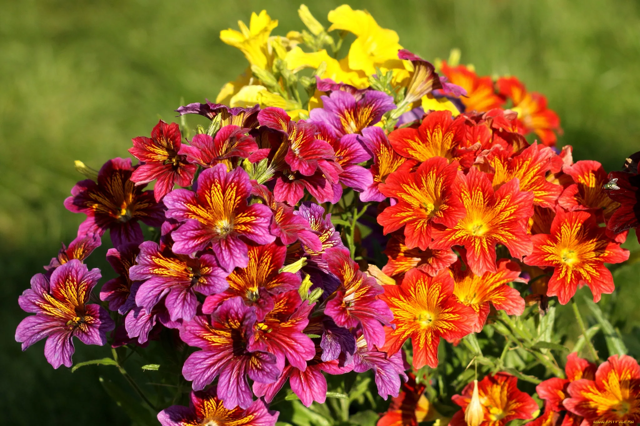 See lill näeb välja nii võlts, et sa hakkad kahtlema, kas see üldse kasvab sinu aias: aga salpiglossis on aiamaailma tõeline salatasku.