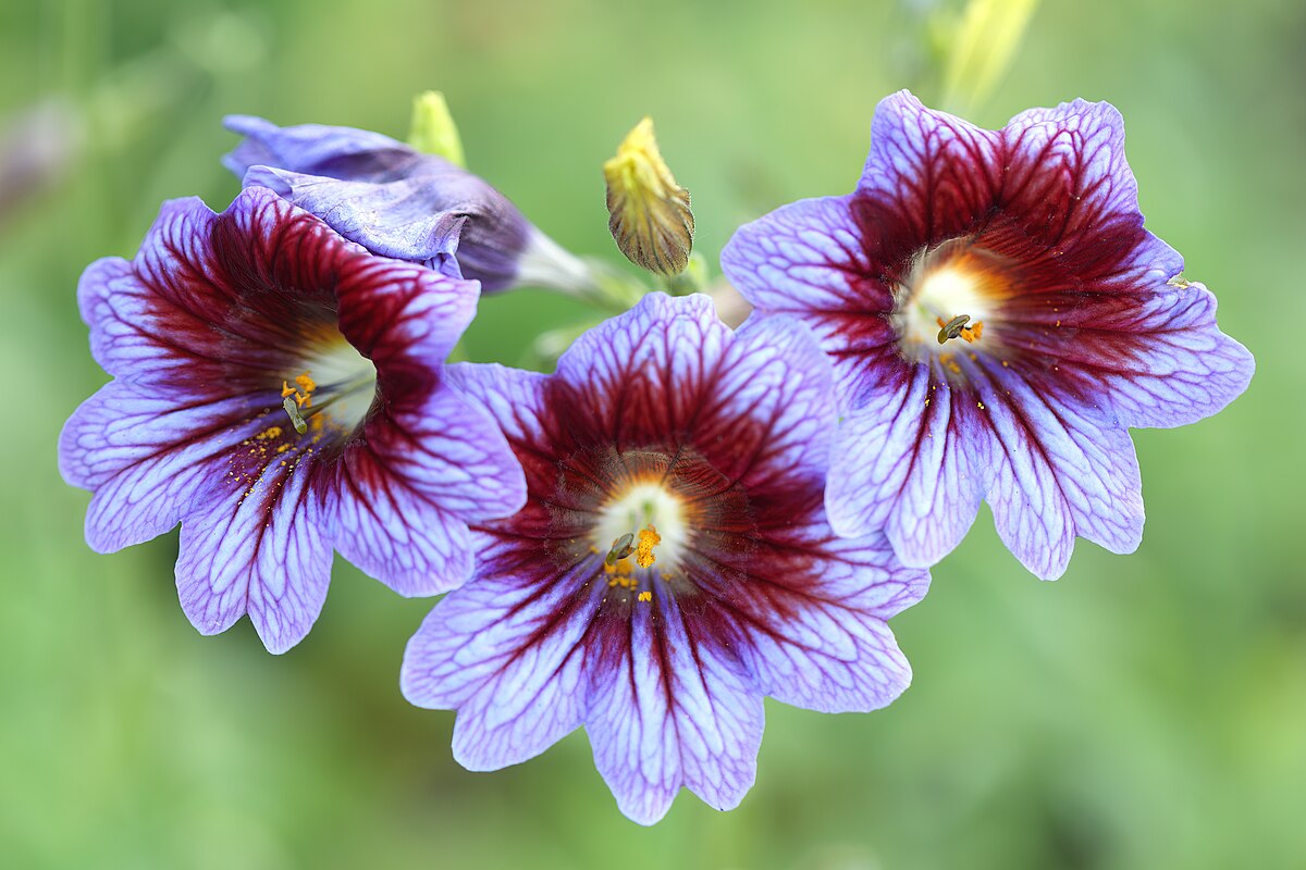 See lill näeb välja nii võlts, et sa hakkad kahtlema, kas see üldse kasvab sinu aias: aga salpiglossis on aiamaailma tõeline salatasku.