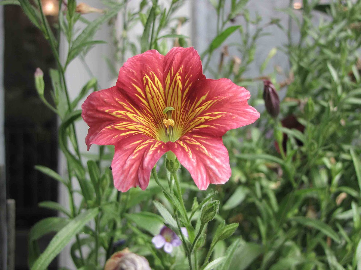 See lill näeb välja nii võlts, et sa hakkad kahtlema, kas see üldse kasvab sinu aias: aga salpiglossis on aiamaailma tõeline salatasku.