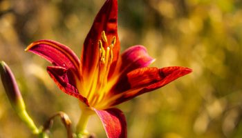 See lill näeb välja nii võlts, et sa hakkad kahtlema, kas see üldse kasvab sinu aias: aga salpiglossis on aiamaailma tõeline salatasku.