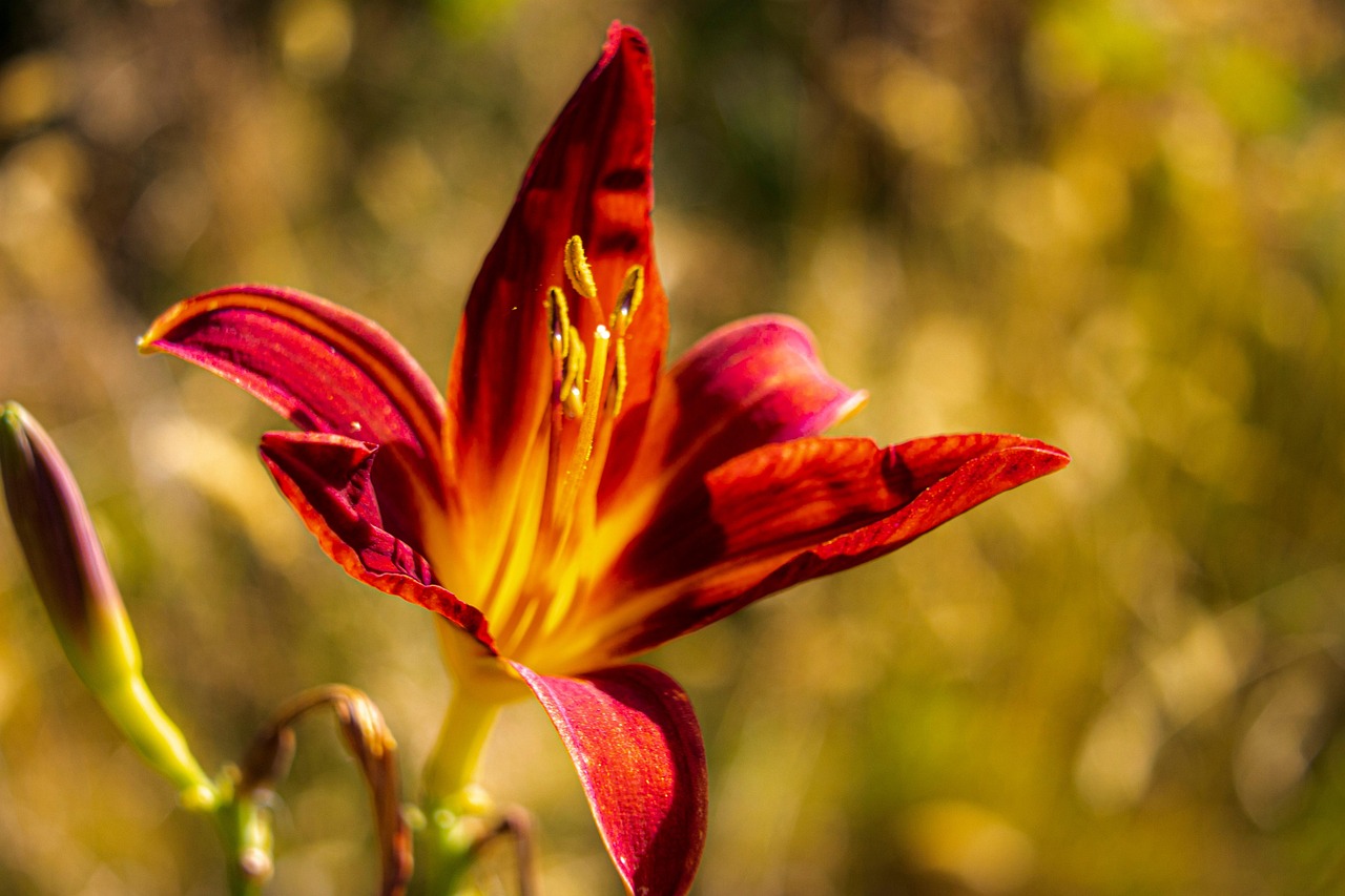 See lill näeb välja nii võlts, et sa hakkad kahtlema, kas see üldse kasvab sinu aias: aga salpiglossis on aiamaailma tõeline salatasku.