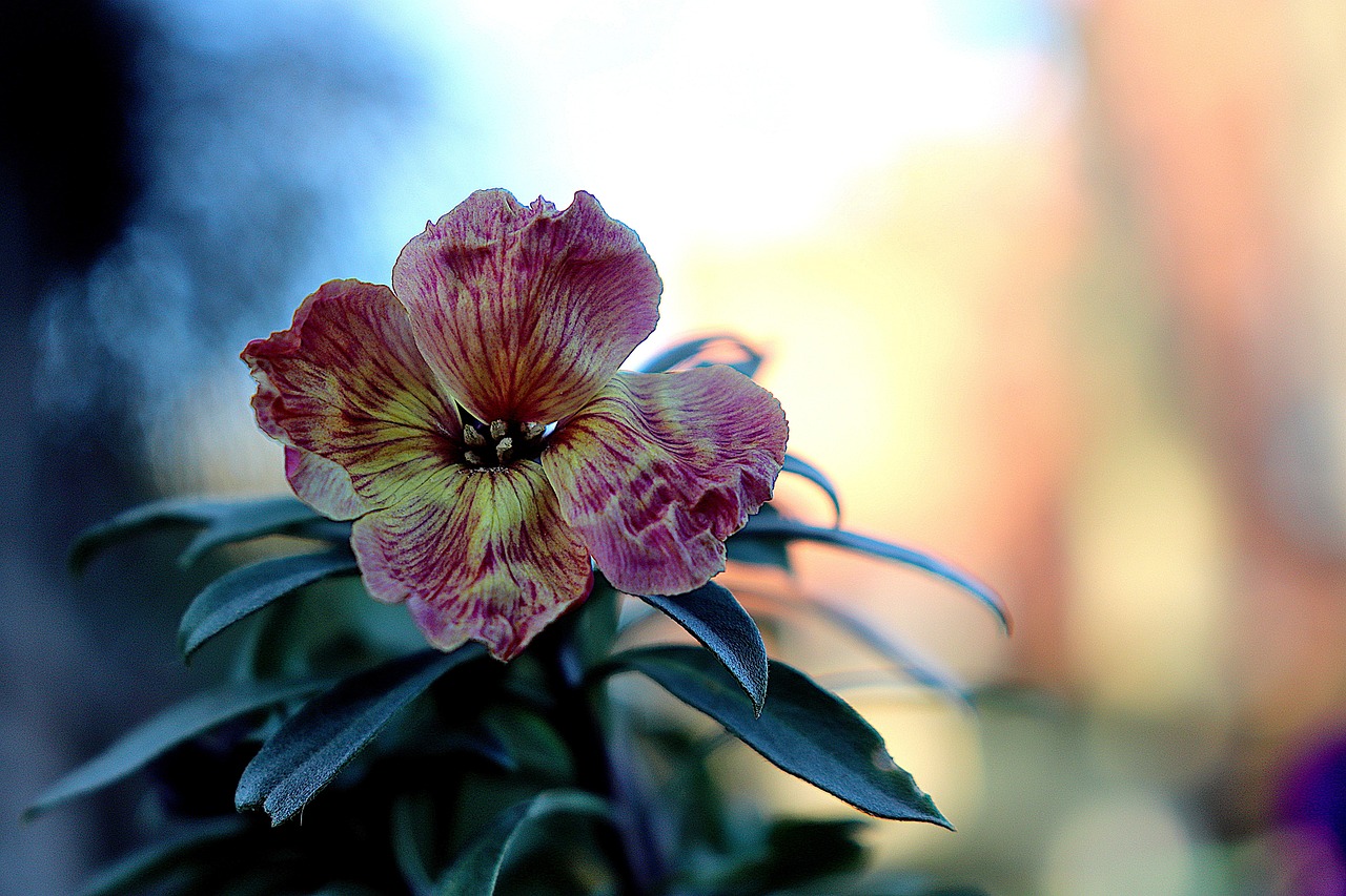 See lill näeb välja nii võlts, et sa hakkad kahtlema, kas see üldse kasvab sinu aias: aga salpiglossis on aiamaailma tõeline salatasku.