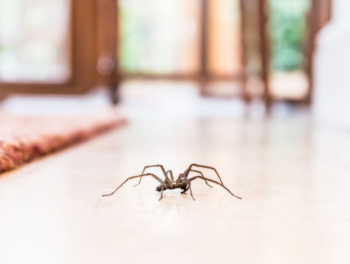 Kuidas hoida ämblikud kodust eemal: tõhus nipp on juba köögis olemas