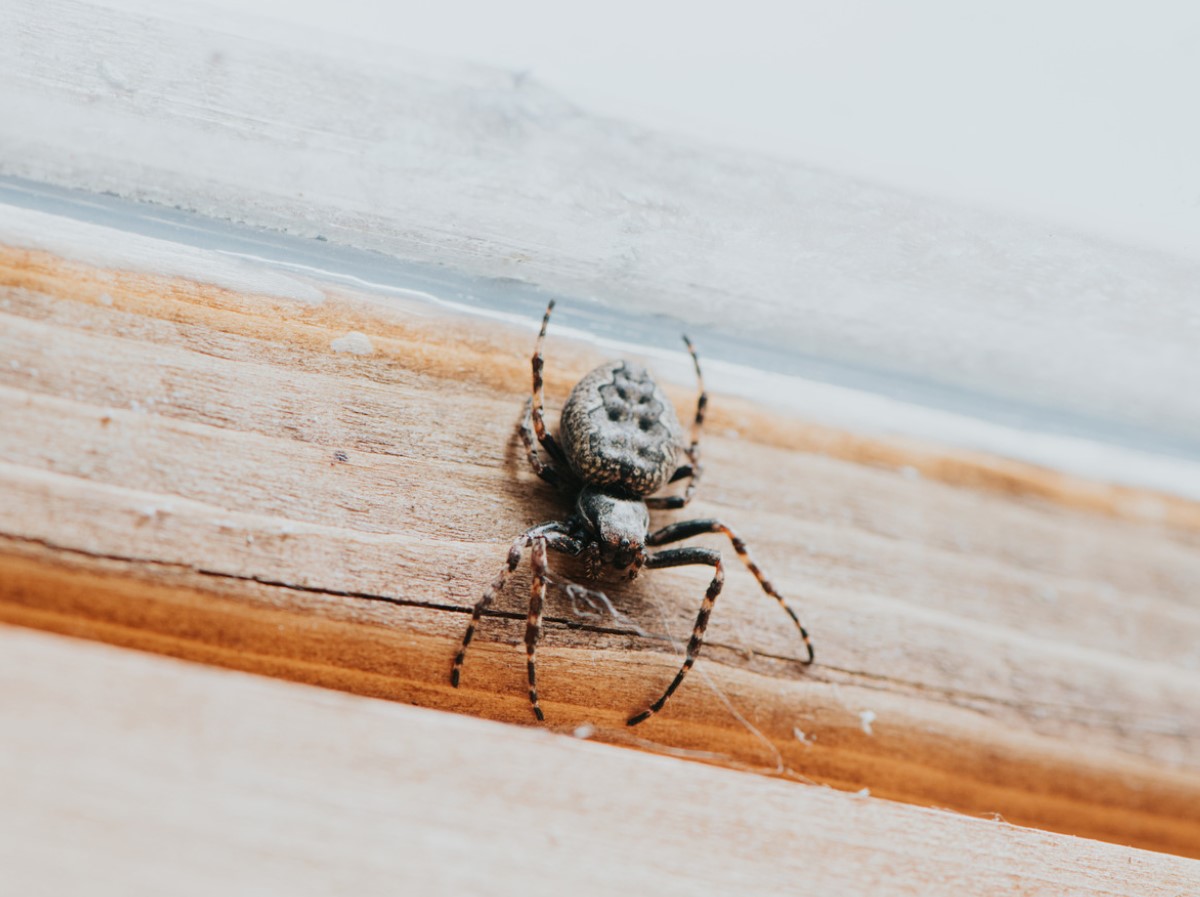 Kuidas hoida ämblikud kodust eemal: tõhus nipp on juba köögis olemas