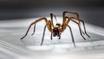 Kuidas hoida ämblikud kodust eemal: tõhus nipp on juba köögis olemas