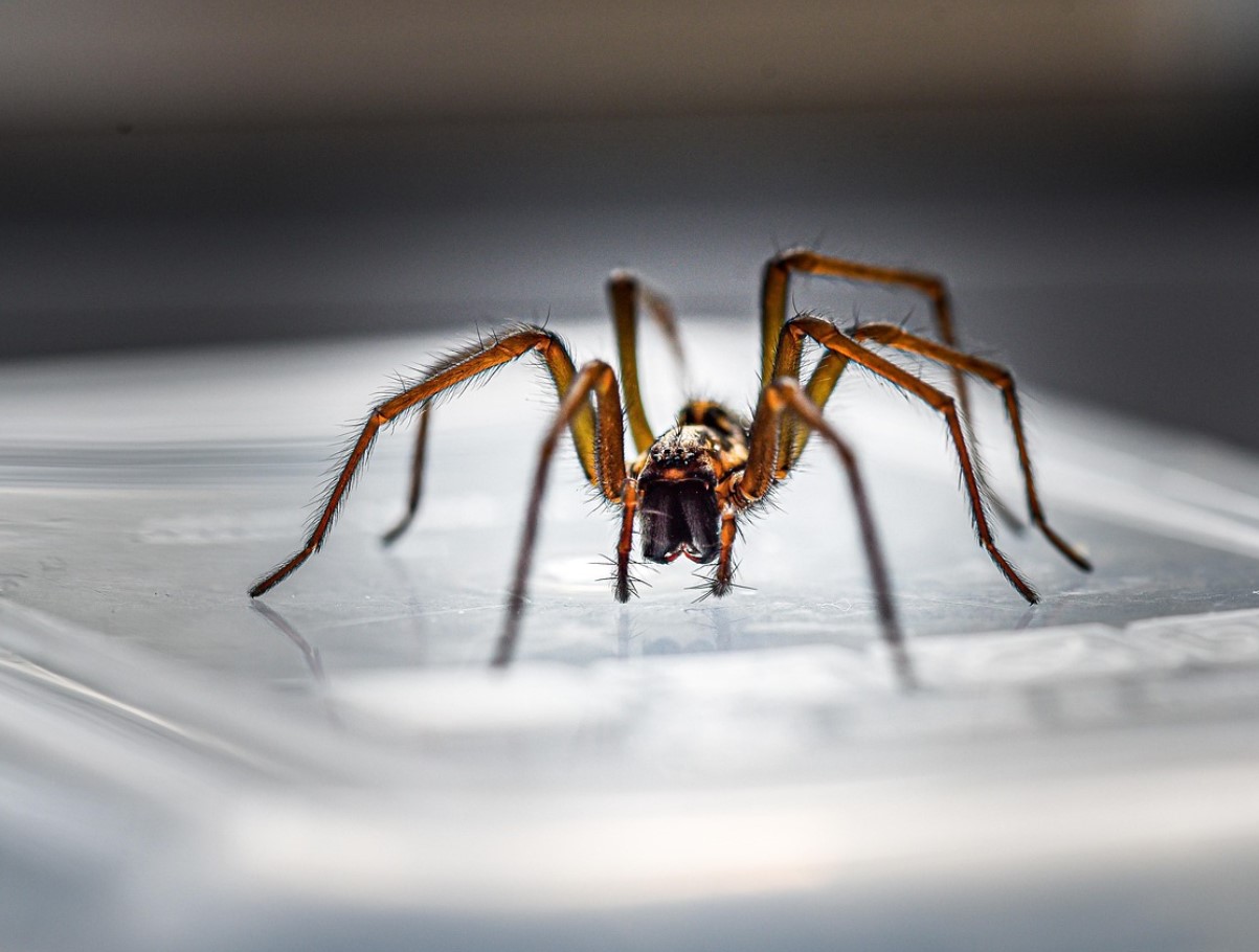 Kuidas hoida ämblikud kodust eemal: tõhus nipp on juba köögis olemas