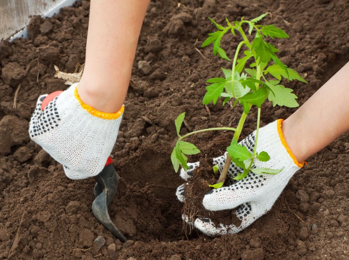 Lunaaräri tomatipõllul: millal tõesti tomati seeme mulda panna 2026. aastal, et saak oleks Eesti aiamaal hiilgav?