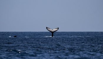 Teadlased nägid seda esimest korda elusalt. Üks maailma haruldasemaid vaalu jäi kaamerasse