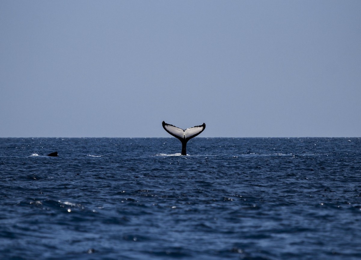 Teadlased nägid seda esimest korda elusalt. Üks maailma haruldasemaid vaalu jäi kaamerasse