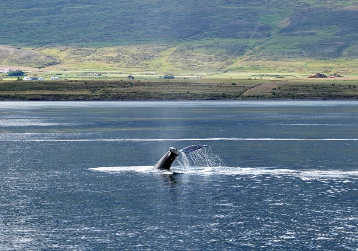 Teadlased nägid seda esimest korda elusalt. Üks maailma haruldasemaid vaalu jäi kaamerasse