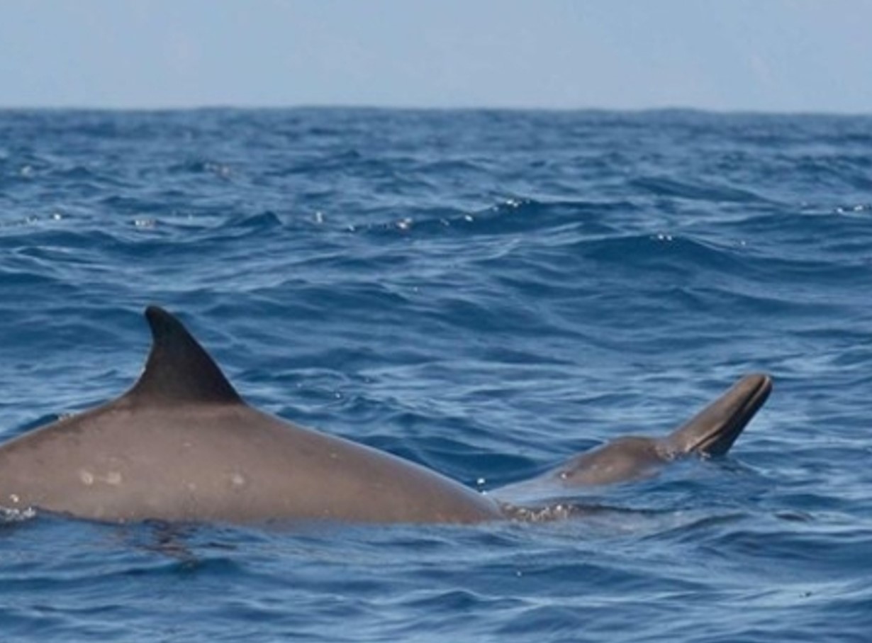 Teadlased nägid seda esimest korda elusalt. Üks maailma haruldasemaid vaalu jäi kaamerasse