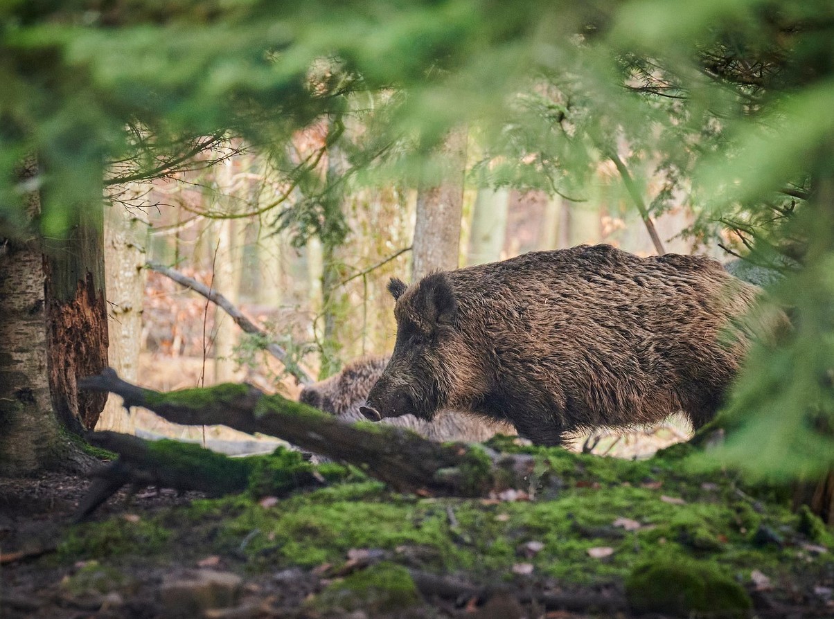 See liha on lahjem kui sealiha ja üllatavalt tervislik - aga vajab õiget valmistamist