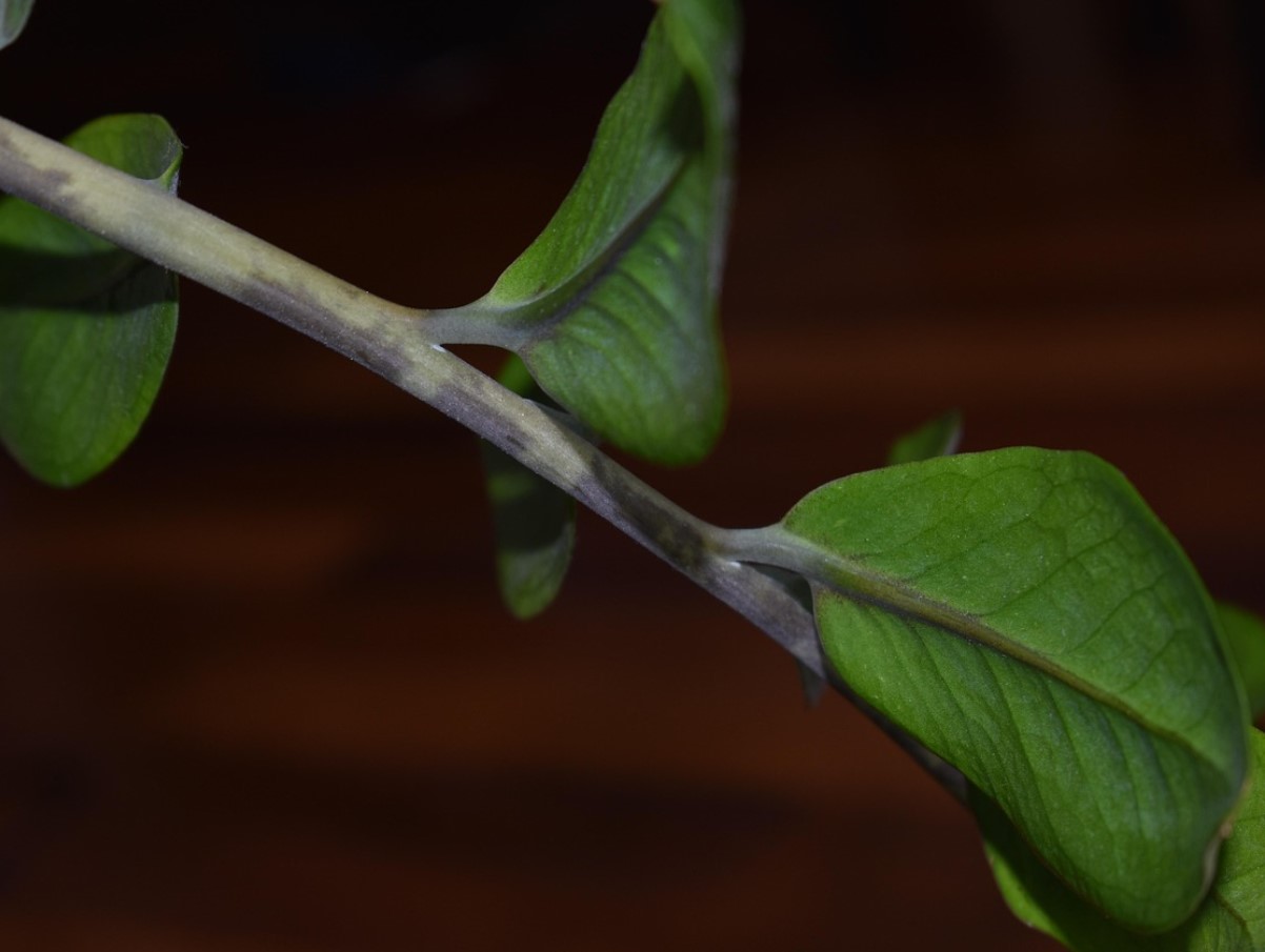 Sa valasid lusikatäie vett taimele ja nüüd see “lendab” uute lehtedega: saladus, miks Zamiokulkas kasvab paremini kui varem