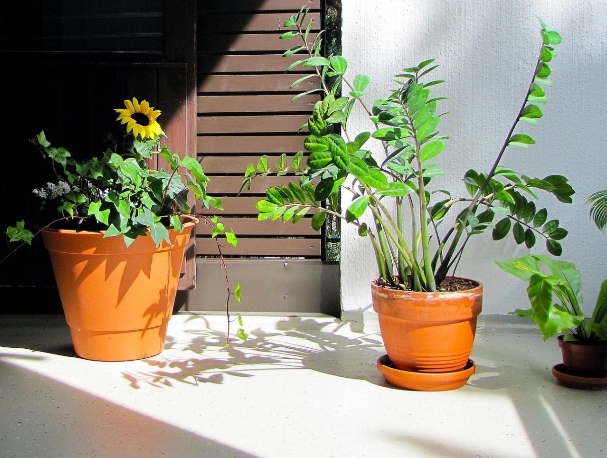 Sa valasid lusikatäie vett taimele ja nüüd see “lendab” uute lehtedega: saladus, miks Zamiokulkas kasvab paremini kui varem