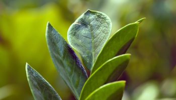 Sa valasid lusikatäie vett taimele ja nüüd see “lendab” uute lehtedega: saladus, miks Zamiokulkas kasvab paremini kui varem