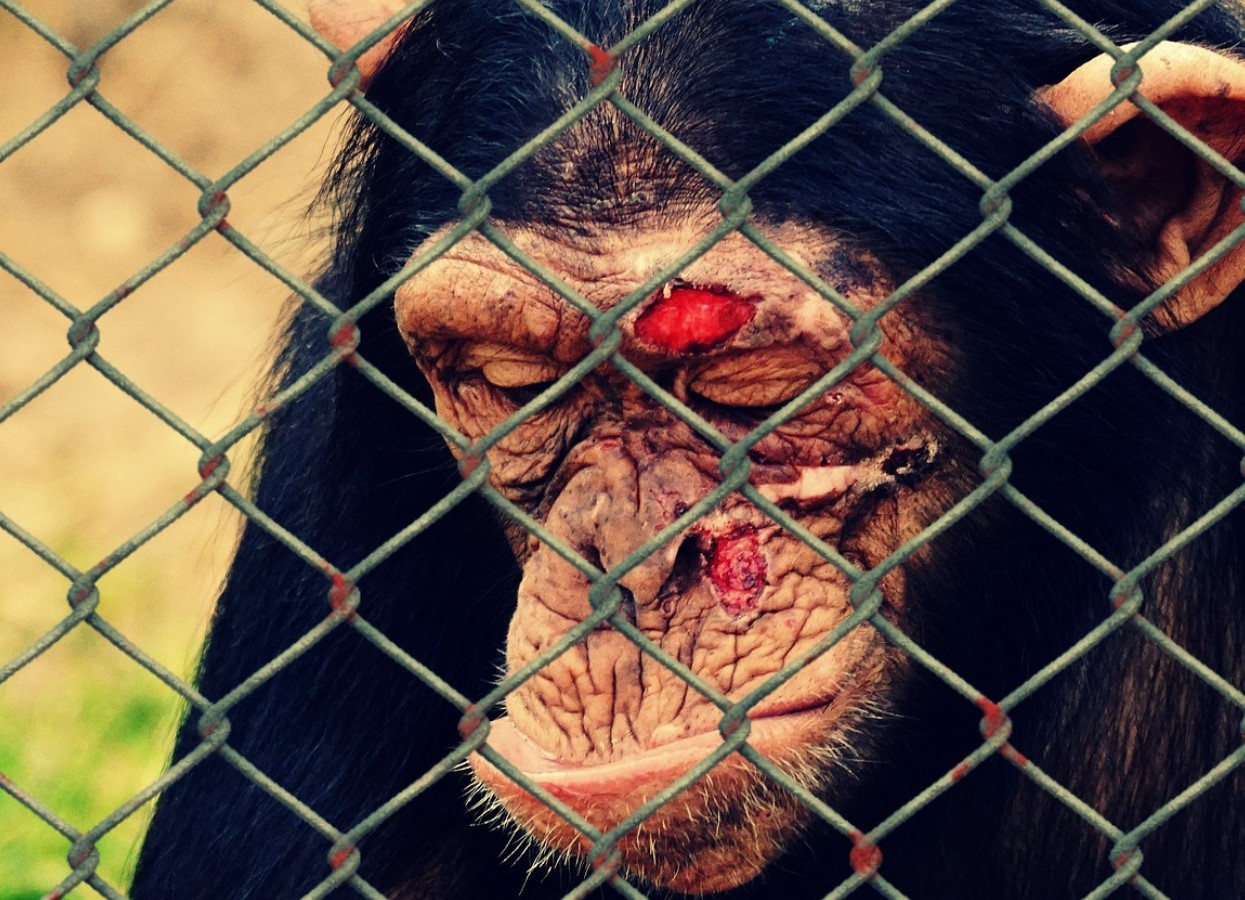 Eestis plaanitakse rekordilisi trahve loomade julma kohtlemise eest