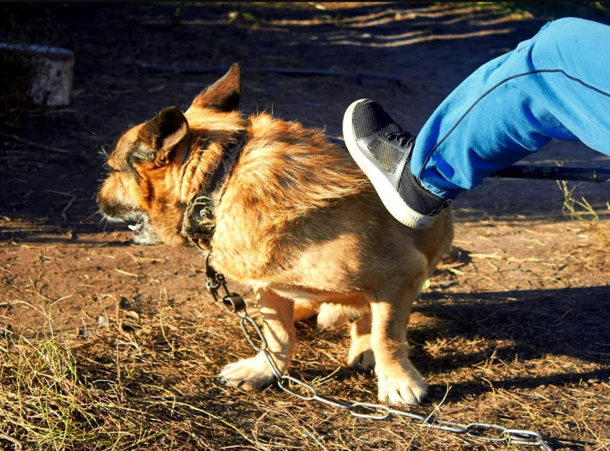 Eestis plaanitakse rekordilisi trahve loomade julma kohtlemise eest
