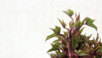 Minu kartulid säilivad kevadeni ja ei idane: vanaema trikk keldris, mis tõesti töötab