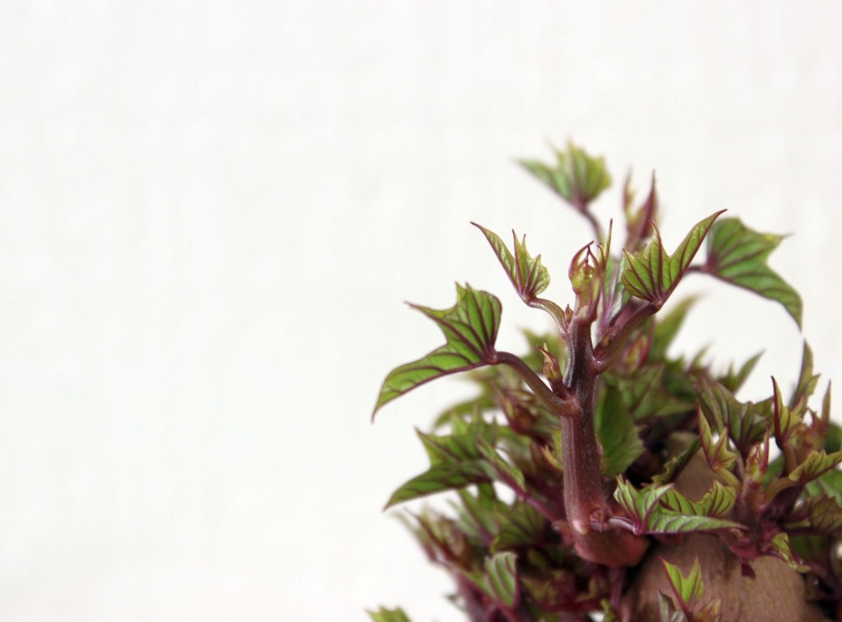 Minu kartulid säilivad kevadeni ja ei idane: vanaema trikk keldris, mis tõesti töötab