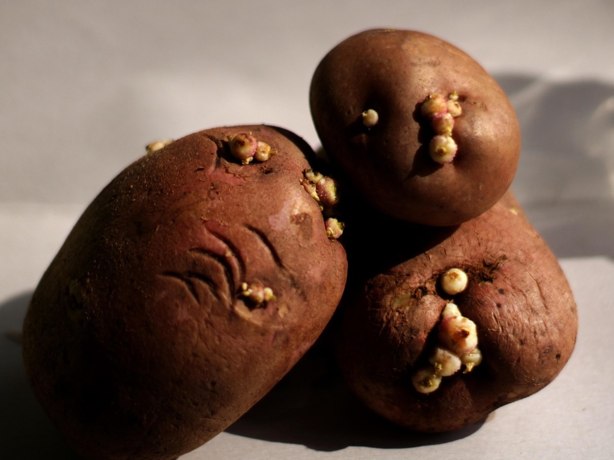 Minu kartulid säilivad kevadeni ja ei idane: vanaema trikk keldris, mis tõesti töötab